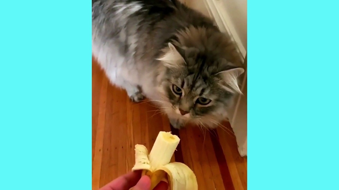Funniest Cats and Dogs | Funny Animal Videos | Fun Shorts #506