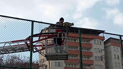 Tel örgülerde mahsur kalan kedi için seferberlik