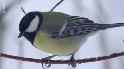 Tel un furtif joyeux ensoleillement, la mésange charbonnière. Parus major