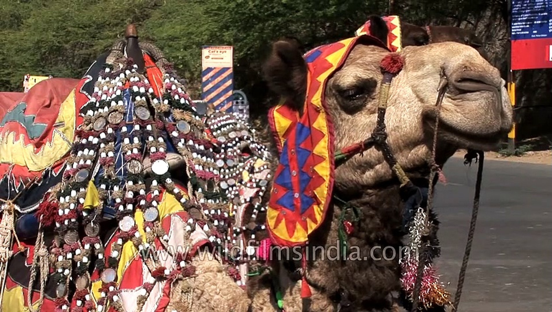 ⁣Safari on camels _ Udaipur, Rajasthan