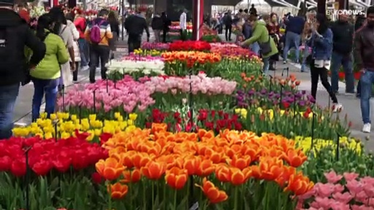 Hallo frühling! blumenparadies keukenhof hat wieder geöffnet