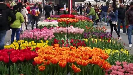 Hallo Frühling! Blumenparadies Keukenhof hat wieder geöffnet