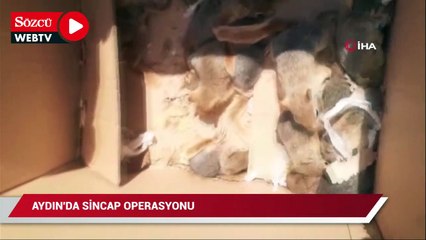 Aydın’da sincap operasyonu