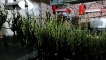 Hallan dos plantaciones de marihuana en el Viso del Alcor