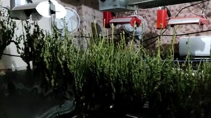 Hallan dos plantaciones de marihuana en el Viso del Alcor