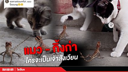 "แมว" และกิ้งก่ามวยคู่เอก คู่ใหม่ สังเวียนนี้ใครจะได้ครอง