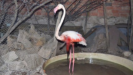Tuz Gölü'ndeki yaralı flamingonun ayağında İran'a ait çip bulundu