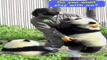 Funny and cute baby pandas fighting and playing  Try not to laugh