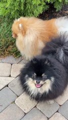 cute baby animal.#babycat,