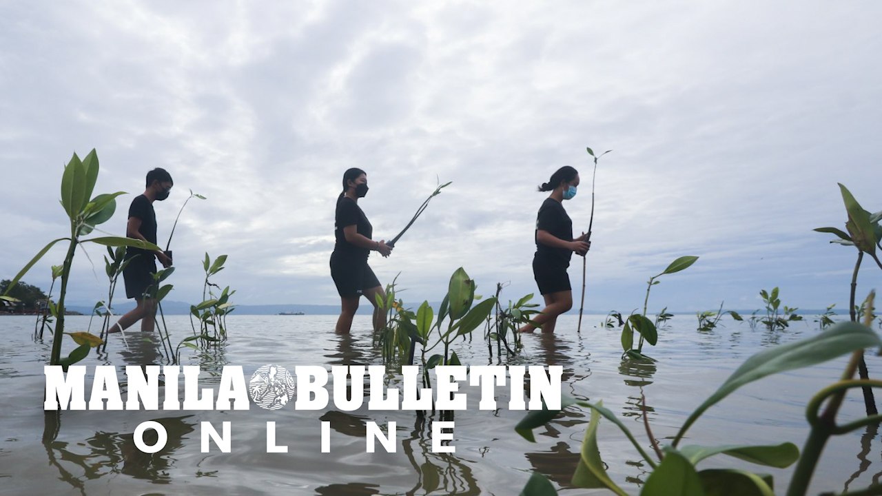 Volunteers of the Davao Raven Fire Fighters plant mangroves along the Davao River delta