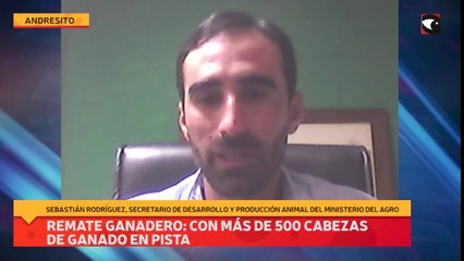 Remate ganadero con más de 500 cabezas de ganado en pista