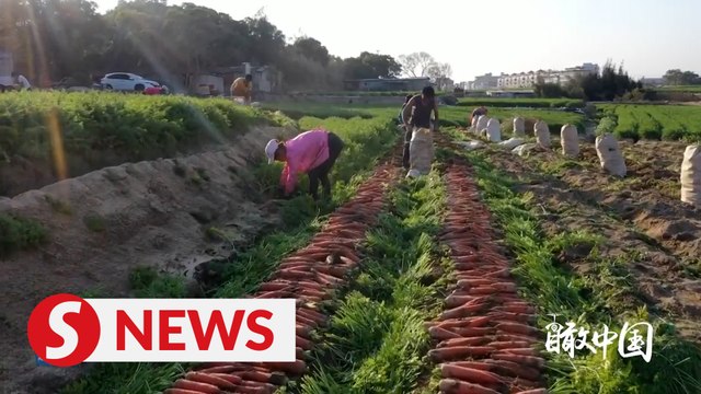 Carrots harvest season in Fujian, China