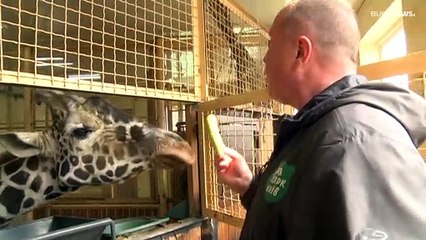 "Слон и война — несовместимые вещи": новая жизнь в Киевском зоопарке