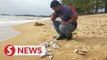 Dead fish found on Melaka beach most likely dumped by fishermen, says CM