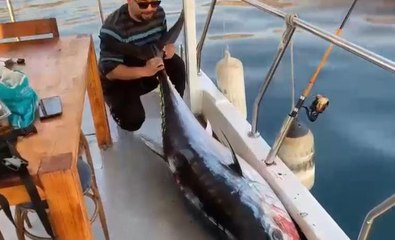 Oltanın ucunda 100 kilogramlık orkinos gören balıkçılar: "Abi efsane, efsane"
