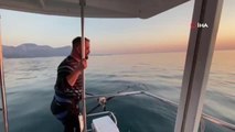 Antalya'da oltaya takılan 100 kiloluk orkinos, balıkçıları 1 saat sürükledi