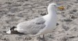 Morbihan : un goéland argenté retrouvé tagué à la peinture de chantier