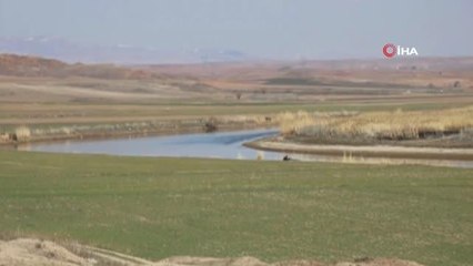 Kayıp genç Kızılırmak'ta suyun debisinin düşürüldüğü alanda aranıyor