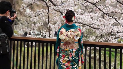 Japon : la saison des cerisiers en fleurs a commencé