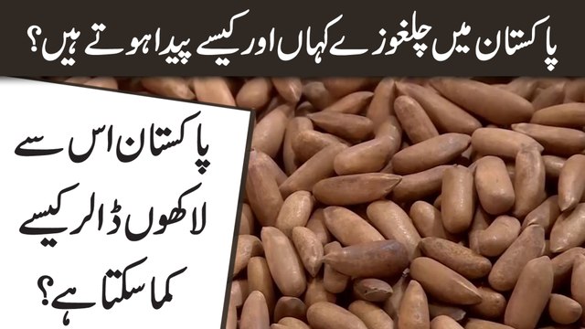 Pakistan mei chalghozay kahan aur kese peda hotay hain? Pakistan iss se lakho dollar kese kama sakta hai?