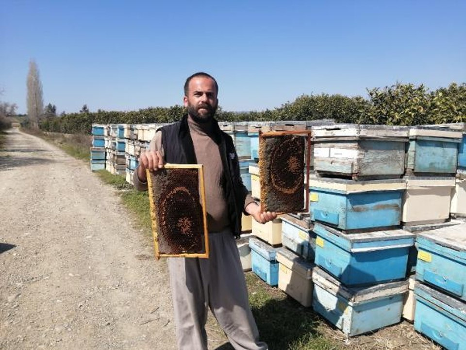 ADANA'DA 500 KOVAN ARI ÖLDÜ, İNCELEME BAŞLATILDI