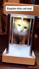 Cutie Cat playing with Levitating Water Bubbles