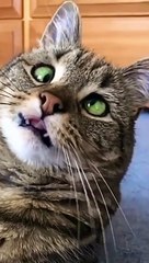 Strange Cat looks like Mike Myers - Viral Video