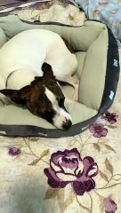 Princess loves her new bed