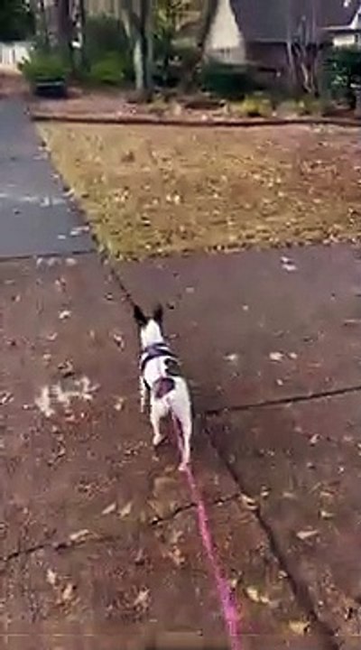 Princess tries to meet a squirrel