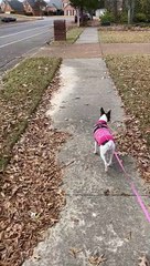 Princess watches the squirrels