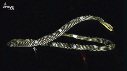 Check Out These Amazing Flying Snakes Glide Through the Air!