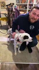 Scratching the Dog Makes Her Phantom Limb Wiggle