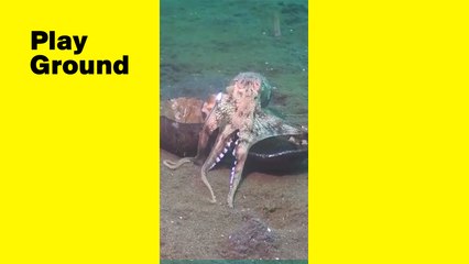 Pulpo caminando con un coco