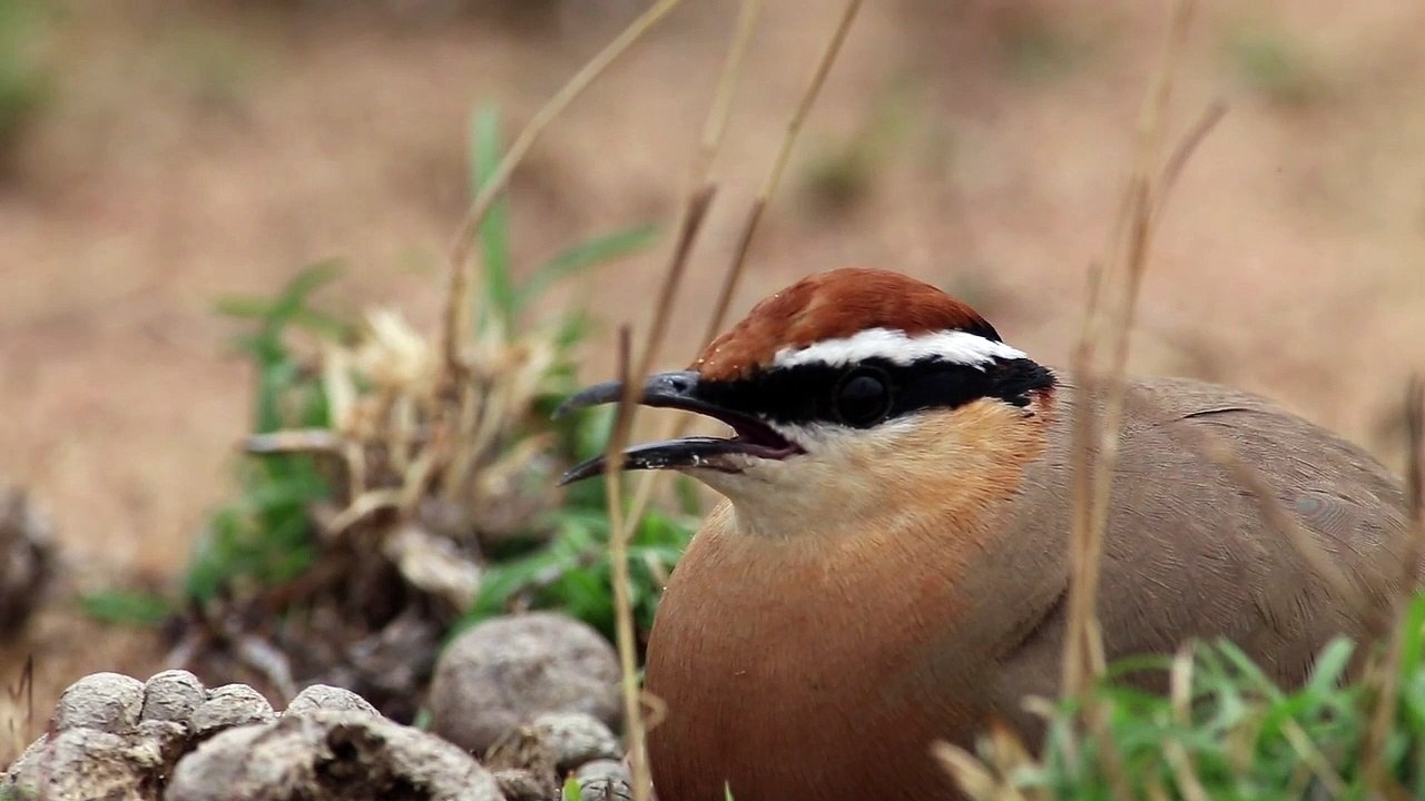 Mother bird on eggs