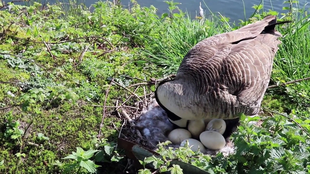 Mother goose on her eggs