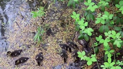 Mother's green duck with her chicks
