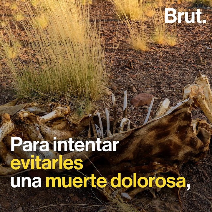 La sequía obliga a Namibia a subastar 1.000 animales salvajes