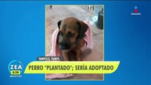 Familia deja plantado a perrito que sería adoptado