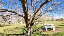 Conoce los tipos de árboles ideales para soportar las condiciones climáticas de Juárez