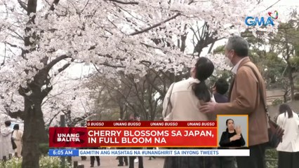 Cherry blossoms sa Japan, in full bloom na | UB