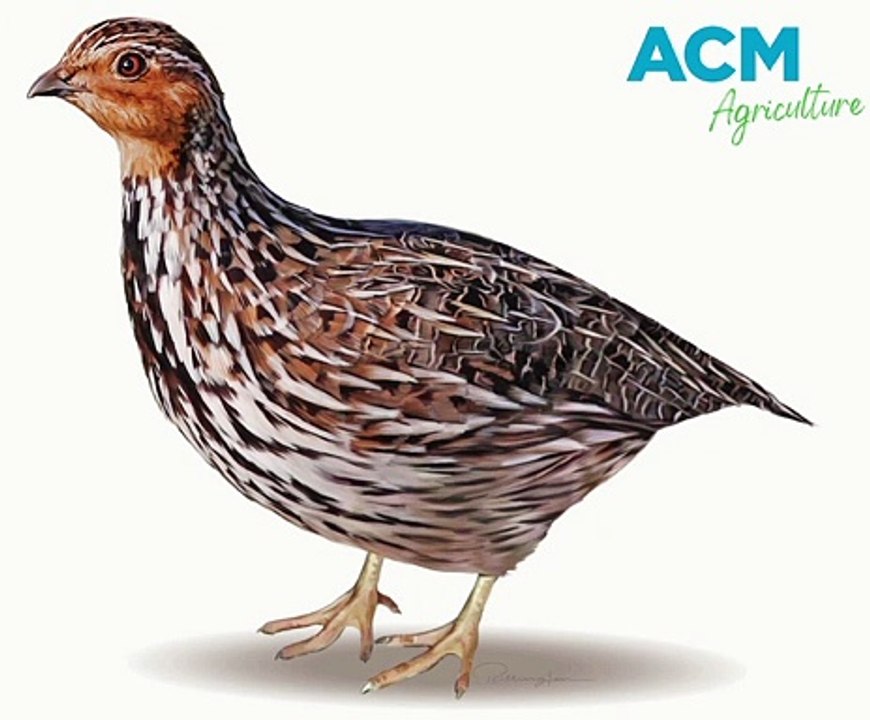 Call of the quail