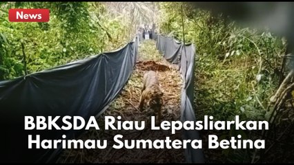 Sempat Konflik Dengan Manusia, BBKSDA Lepasliarkan Harimau Sumatera Lanustika !!