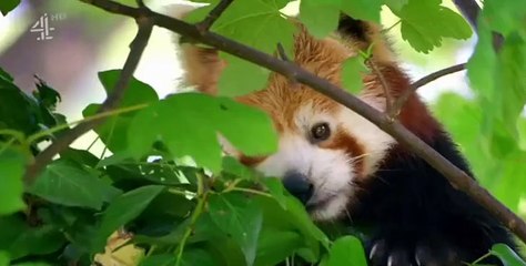 The Secret Life of the Zoo S06 E06