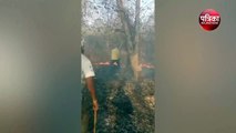 VIDEO: सरिस्का जंगल में तीन दिन से आग की लपटें जारी, आसपास बाघों का कुनबा