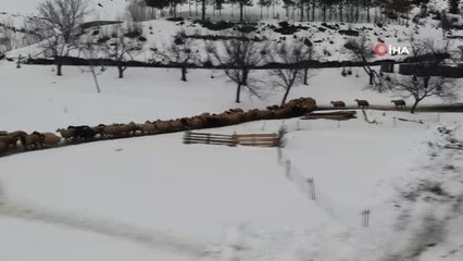 Uzayan kış günlerinde besicilerin zorlu kuzu mesaisi sürüyor