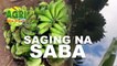 Saging na Saba