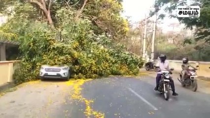 கார் மீது மரம் விழுந்து விபத்து; தப்பிய பயணிகள்!