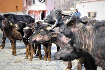 Son Dakika | Cumhurbaşkanı Erdoğan yoğurdunu tavsiye etmişti, Amasya Valiliği 35 manda dağıttı