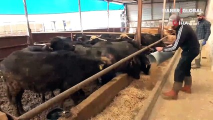 Cumhurbaşkanı Erdoğan yoğurdunu tavsiye etmişti, Amasya Valiliği 35 manda dağıttı