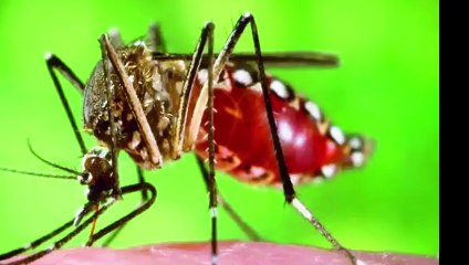 मच्छर भगाने का देसी तरीक़ा,एक बार में सारे मच्छर घर से छूमंतर हो जाएंगे Get Rid of Mosquitoes